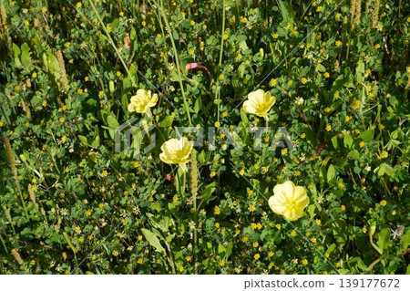 草地上盛開的黃色月見草花 - 2026年4月 草地上盛開的黃色月見草花 - 2026年4月 139177672