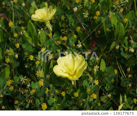 Yellow evening primrose flowers blooming in the grass - April 2026 Yellow evening primrose flowers blooming in the grass - April 2026 139177673