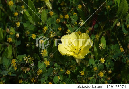Yellow evening primrose flowers blooming in the grass - April 2026 Yellow evening primrose flowers blooming in the grass - April 2026 139177674