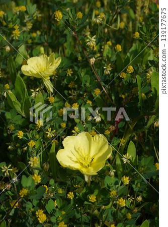 Yellow evening primrose flowers blooming in the grass - April 2026 Yellow evening primrose flowers blooming in the grass - April 2026 139177675