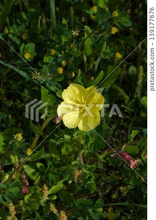 Yellow evening primrose flowers blooming in the grass - April 2026 Yellow evening primrose flowers blooming in the grass - April 2026 139177676