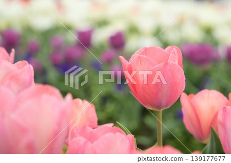 Beautiful pink tulip flowers Beautiful pink tulip flowers 139177677