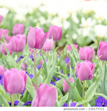 Beautiful tulip flowers, deep pink Beautiful tulip flowers, deep pink 139177721