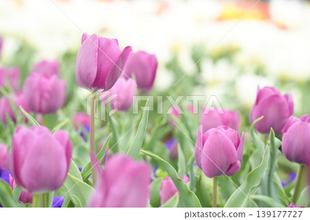 Beautiful tulip flowers, deep pink Beautiful tulip flowers, deep pink 139177727