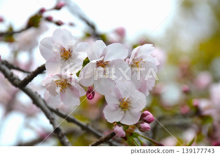 Sakurabe Sakura Sakurabe Sakura 139177743