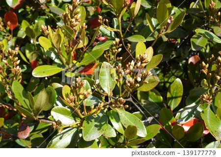 印度岩薔薇(Rhaphiolepis indica)花蕾,2026年4月 印度岩薔薇(Rhaphiolepis indica)花蕾,2026年4月 139177779