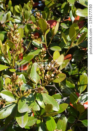 印度岩薔薇（Rhaphiolepis indica）花蕾，2026年4月 139177780