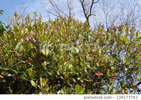 印度岩薔薇(Rhaphiolepis indica)花蕾,2026年4月 印度岩薔薇(Rhaphiolepis indica)花蕾,2026年4月 139177781