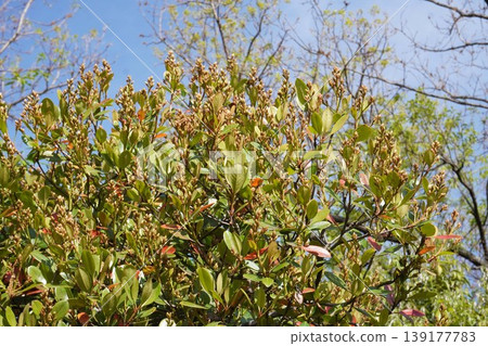 印度岩薔薇(Rhaphiolepis indica)花蕾,2026年4月 印度岩薔薇(Rhaphiolepis indica)花蕾,2026年4月 139177783
