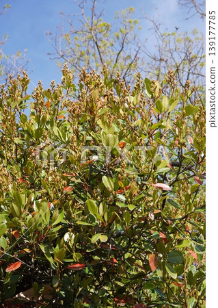 Rhaphiolepis indica buds, April 2026 Rhaphiolepis indica buds, April 2026 139177785