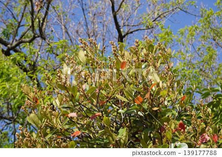 印度岩薔薇(Rhaphiolepis indica)花蕾,2026年4月 印度岩薔薇(Rhaphiolepis indica)花蕾,2026年4月 139177788