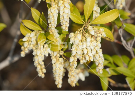 白色Aseb花 白色Aseb花 139177870