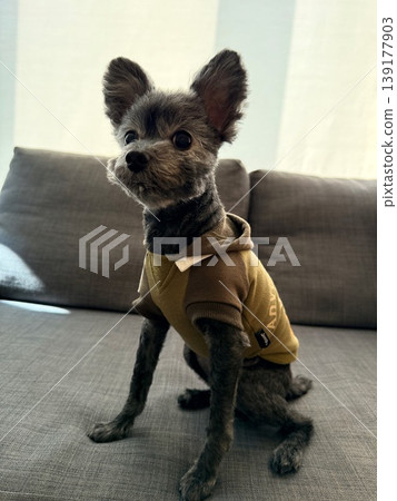 一隻約克夏梗犬和玩具貴賓犬的混血犬坐著。 一隻約克夏梗犬和玩具貴賓犬的混血犬坐著。 139177903