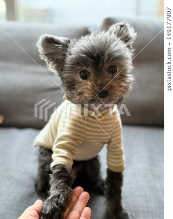 A shaggy Yorkshire Terrier-Toy Poodle mix dog tilting its head. A shaggy Yorkshire Terrier-Toy Poodle mix dog tilting its head. 139177907