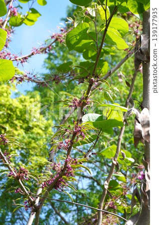 Judas tree pods formed immediately after flowering - April 2026 Judas tree pods formed immediately after flowering - April 2026 139177935
