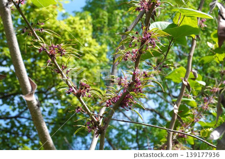 紫荊花莢在開花後立即形成 - 2026年4月 139177936