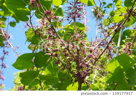 紫荊花莢在開花後立即形成 - 2026年4月 139177937