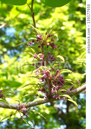 紫荊花莢在開花後立即形成 - 2026年4月 紫荊花莢在開花後立即形成 - 2026年4月 139177938