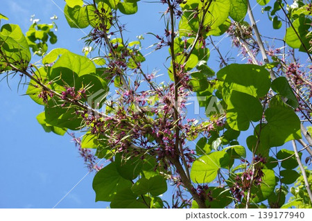 Judas tree pods formed immediately after flowering - April 2026 Judas tree pods formed immediately after flowering - April 2026 139177940