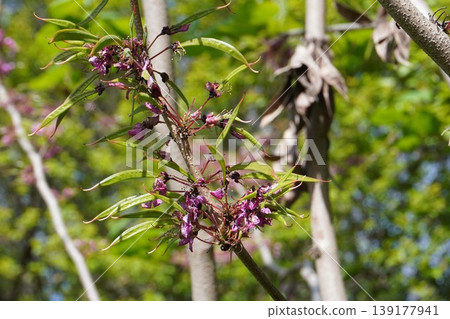 Judas tree pods formed immediately after flowering - April 2026 Judas tree pods formed immediately after flowering - April 2026 139177941