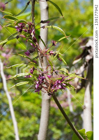 紫荊花莢在開花後立即形成 - 2026年4月 139177942