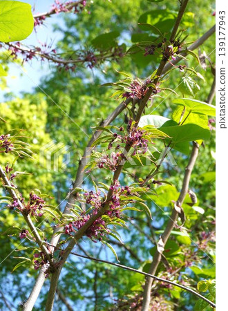 紫荊花莢在開花後立即形成 - 2026年4月 紫荊花莢在開花後立即形成 - 2026年4月 139177943
