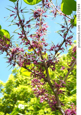 Judas tree pods formed immediately after flowering - April 2026 Judas tree pods formed immediately after flowering - April 2026 139177944