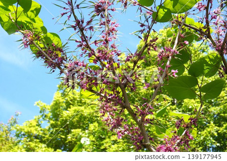紫荊花莢在開花後立即形成 - 2026年4月 139177945