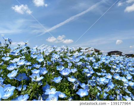 Beautiful nemophila in Fukai, Kitamoto City, Saitama Prefecture Beautiful nemophila in Fukai, Kitamoto City, Saitama Prefecture 139177964