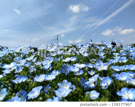 Beautiful nemophila in Fukai, Kitamoto City, Saitama Prefecture Beautiful nemophila in Fukai, Kitamoto City, Saitama Prefecture 139177967