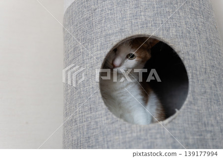 A cat sticking its head out of the cat tower Brown tiger white A cat sticking its head out of the cat tower Brown tiger white 139177994