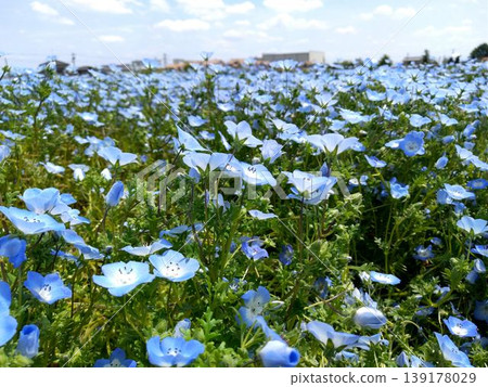 Beautiful nemophila in Fukai, Kitamoto City, Saitama Prefecture Beautiful nemophila in Fukai, Kitamoto City, Saitama Prefecture 139178029