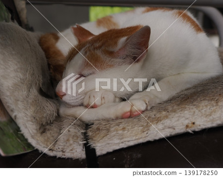 Cute cats living in a comfortable colony 139178250