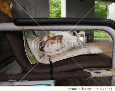Cute cats living in a comfortable colony 139178251