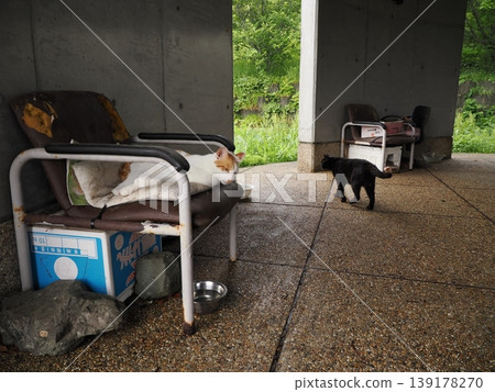Cute cats living in a comfortable colony Cute cats living in a comfortable colony 139178270