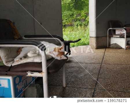 Cute cats living in a comfortable colony Cute cats living in a comfortable colony 139178271