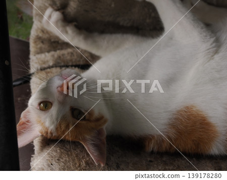 一群可愛的貓咪生活在舒適的貓咪舍裡 139178280