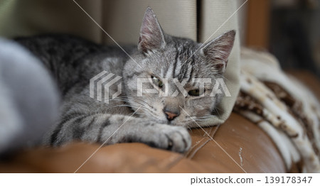 Relaxing cat, Sabatra cat Relaxing cat, Sabatra cat 139178347