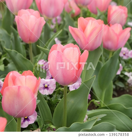 cute pink tulips 139178358