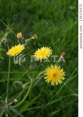 Wild poppy flower, April 2026 Wild poppy flower, April 2026 139178372