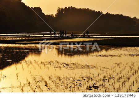 A peaceful rice paddy landscape in Hitachinaka City, Ibaraki Prefecture. A peaceful rice paddy landscape in Hitachinaka City, Ibaraki Prefecture. 139178446