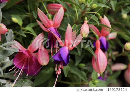 Vibrant purple and pink fuchsia flowers Vibrant purple and pink fuchsia flowers 139178524