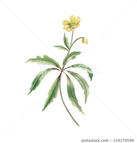 A yellow spring flower with a bud and green leaves. This isolated watercolor illustration is suitable for designs in the fields of botany, gardening, nature, cosmetics, pharmaceuticals, and medicine. A yellow spring flower with a bud and green leaves. This isolated watercolor illustration is suitable for designs in the fields of botany, gardening, nature, cosmetics, pharmaceuticals, and medicine. 139178599
