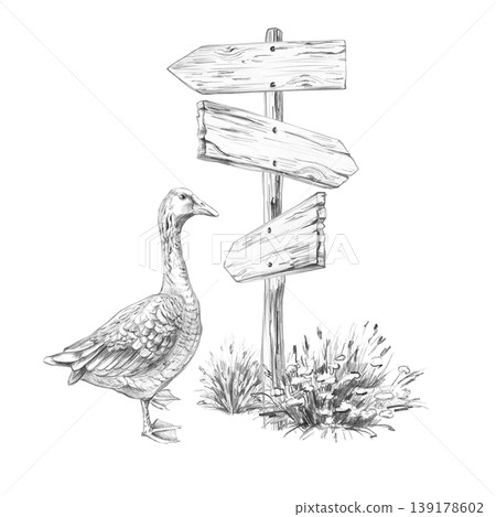 A goose near a wooden sign. This isolated pencil illustration is suitable for designs in the fields of travel, ecology, agriculture, farms, grocery stores, and restaurants. A goose near a wooden sign. This isolated pencil illustration is suitable for designs in the fields of travel, ecology, agriculture, farms, grocery stores, and restaurants. 139178602