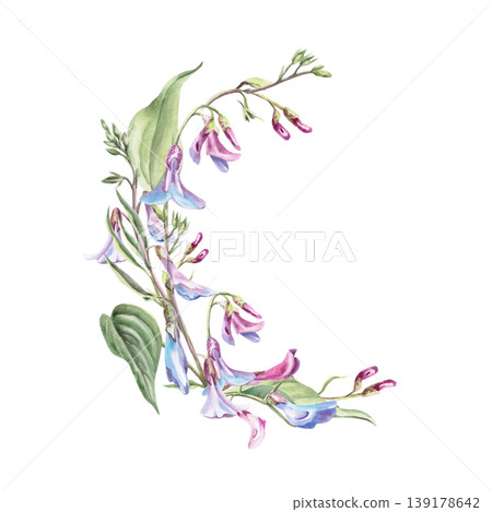 A semicircular bouquet of delicate Lathyrus vernus flowers. This isolated watercolor illustration is perfect for postcard design, textiles, nature websites, and eco-themed projects. A semicircular bouquet of delicate Lathyrus vernus flowers. This isolated watercolor illustration is perfect for postcard design, textiles, nature websites, and eco-themed projects. 139178642