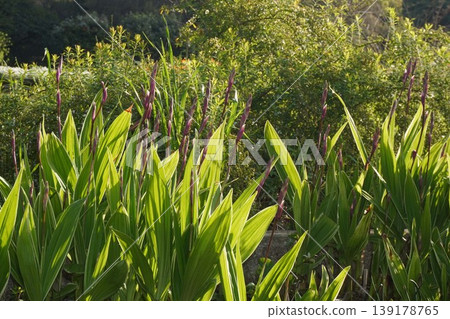 Variegated Bletilla striata flowers - April 2026 Variegated Bletilla striata flowers - April 2026 139178765