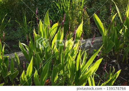 Variegated Bletilla striata flowers - April 2026 Variegated Bletilla striata flowers - April 2026 139178766
