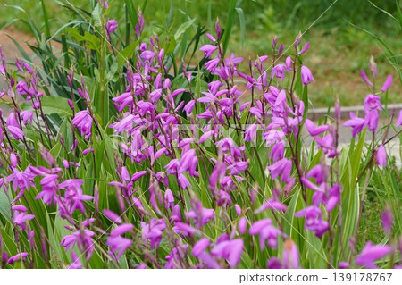 Variegated Bletilla striata flowers - April 2026 Variegated Bletilla striata flowers - April 2026 139178767