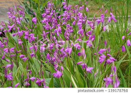 Variegated Bletilla striata flowers - April 2026 139178768