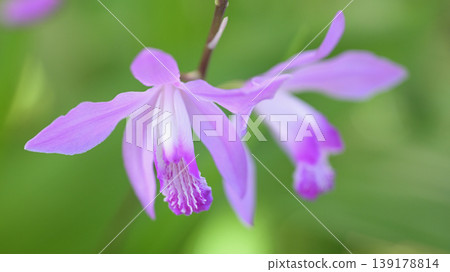 Bletilla striata (purple orchid) blooming in a garden in early summer; a natural background image with soft bokeh and ample negative space. Bletilla striata (purple orchid) blooming in a garden in early summer; a natural background image with soft bokeh and ample negative space. 139178814